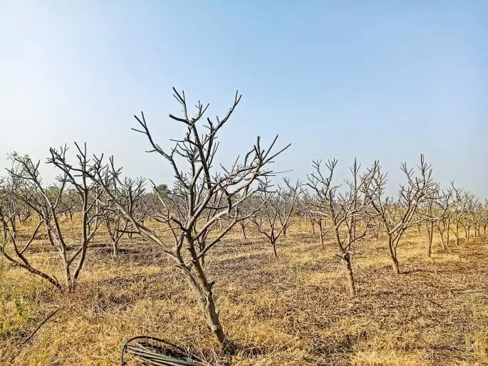 Purandar में सीताफल के बागों में बहार आई; छंटाई का काम पूरा, पर पानी की चिंता अब भी बनी हुई Purandar में सीताफल के बागों में बहार आई; छंटाई का काम पूरा, पर पानी की चिंता अब भी बनी हुई