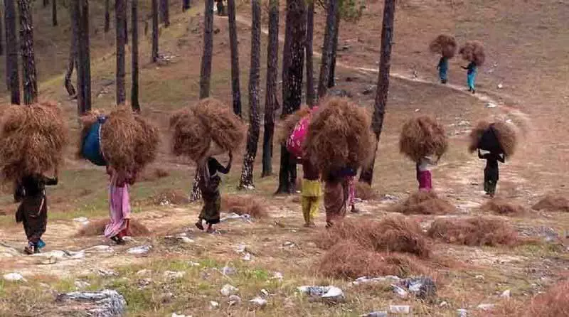 Himachal सरकार ने 10-वर्षीय कार्यक्रम के तहत सूखे चीड़ के पेड़ों की कटाई की अनुमति दी Himachal सरकार ने 10-वर्षीय कार्यक्रम के तहत सूखे चीड़ के पेड़ों की कटाई की अनुमति दी