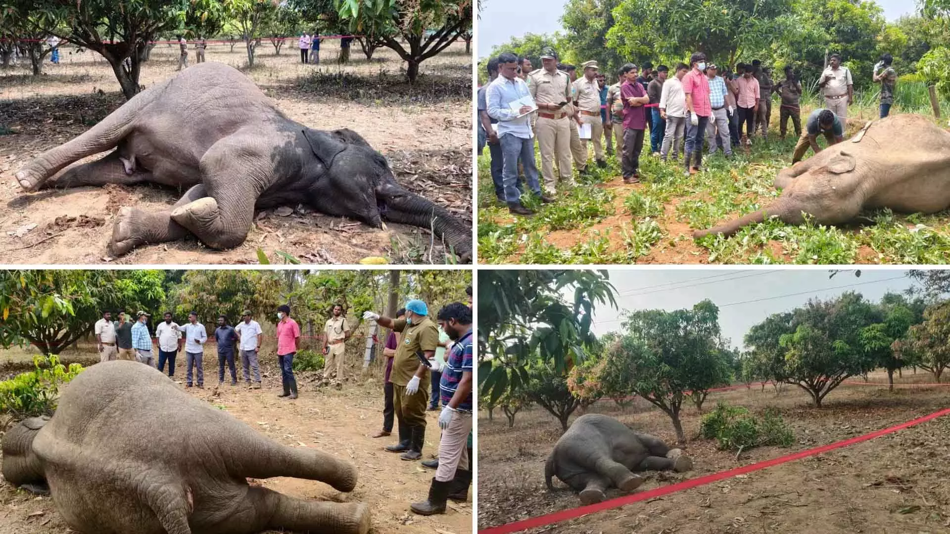 Chittoor में बिजली के झटके से दो हाथियों की मौत Chittoor में बिजली के झटके से दो हाथियों की मौत