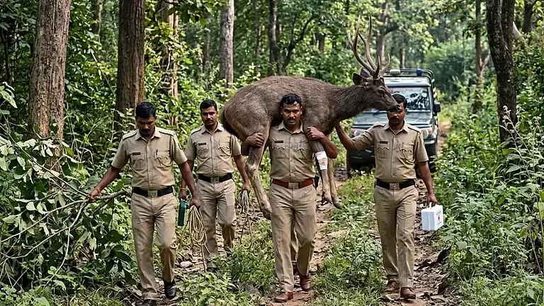 Forest worker घायल सांभर हिरण को जंगल से ले जाते हुए Forest worker घायल सांभर हिरण को जंगल से ले जाते हुए