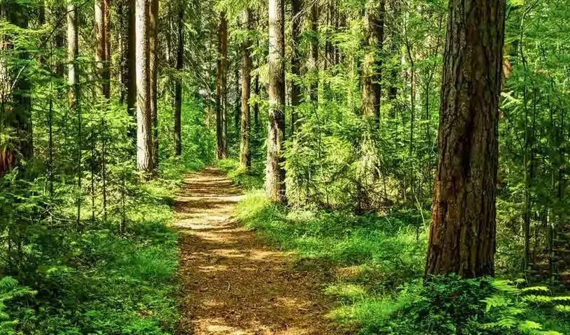 Gurramguda Forest क्षेत्र को आरक्षित वन घोषित किया गया Gurramguda Forest क्षेत्र को आरक्षित वन घोषित किया गया