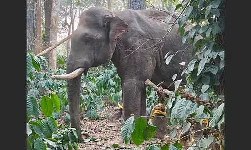 Kodagu में कॉफी किसान को मारने वाला जंगली हाथी पकड़ा गया