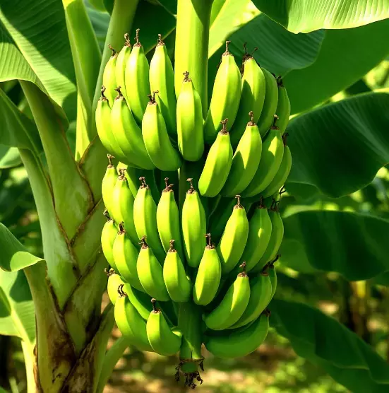 Andhra : पश्चिम एशिया युद्ध का रायलसीमा क्षेत्र के केला किसानों पर असर