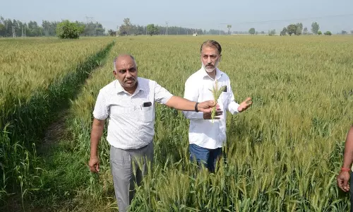 Karnal के किसान ने फफूंदीनाशक के इस्तेमाल से फसल को नुकसान पहुंचने का दावा किया Karnal के किसान ने फफूंदीनाशक के इस्तेमाल से फसल को नुकसान पहुंचने का दावा किया