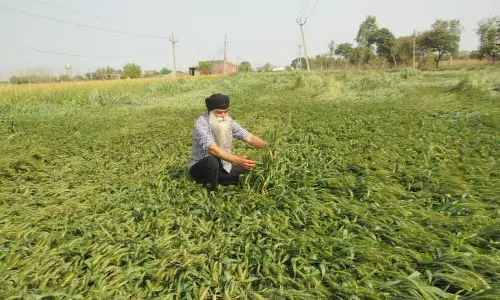 Punjab: गर्मी के तनाव से गेहूं का रंग बैंगनी हुआ, PAU ने कहा, घबराने की कोई बात नहीं Punjab: गर्मी के तनाव से गेहूं का रंग बैंगनी हुआ, PAU ने कहा, घबराने की कोई बात नहीं