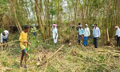 Sitarama Project के किसानों के लिए फ़सल कटाई का अंतिम अवसर