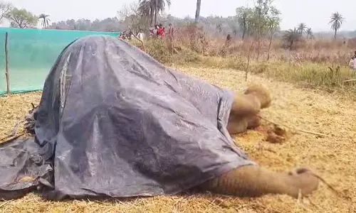 Dhenkanal में एक नर हाथी मृत पाया गया, बिजली का झटका लगने का संदेह