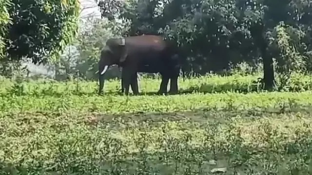 Kandhamal में हाथी के हमले में दो की मौत, स्थानीय लोगों में दहशत