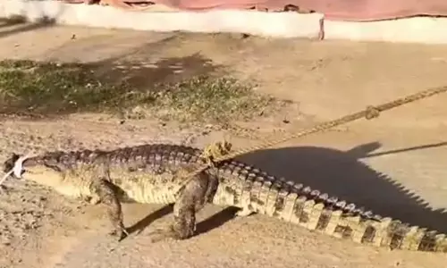 तालाब में 8 फीट का मगरमच्छ फंसा, वन विभाग ने किया रेस्क्यू तालाब में 8 फीट का मगरमच्छ फंसा, वन विभाग ने किया रेस्क्यू