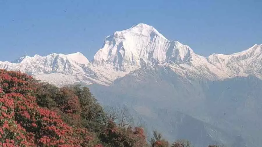 भारतीय हिमालयी क्षेत्र में दो वर्षों में वृक्ष आवरण 2.2% घटा: Government भारतीय हिमालयी क्षेत्र में दो वर्षों में वृक्ष आवरण 2.2% घटा: Government