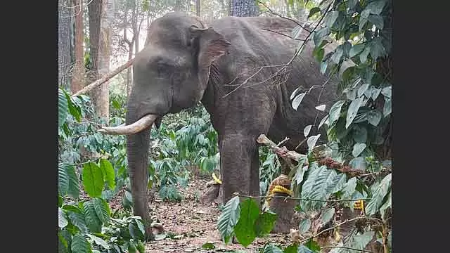 Kodagu में कॉफी किसान को मारने वाला जंगली हाथी पकड़ा गया Kodagu में कॉफी किसान को मारने वाला जंगली हाथी पकड़ा गया