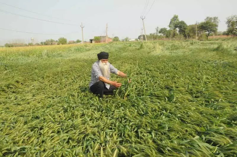 Punjab: गर्मी के तनाव से गेहूं का रंग बैंगनी हुआ, PAU ने कहा, घबराने की कोई बात नहीं Punjab: गर्मी के तनाव से गेहूं का रंग बैंगनी हुआ, PAU ने कहा, घबराने की कोई बात नहीं