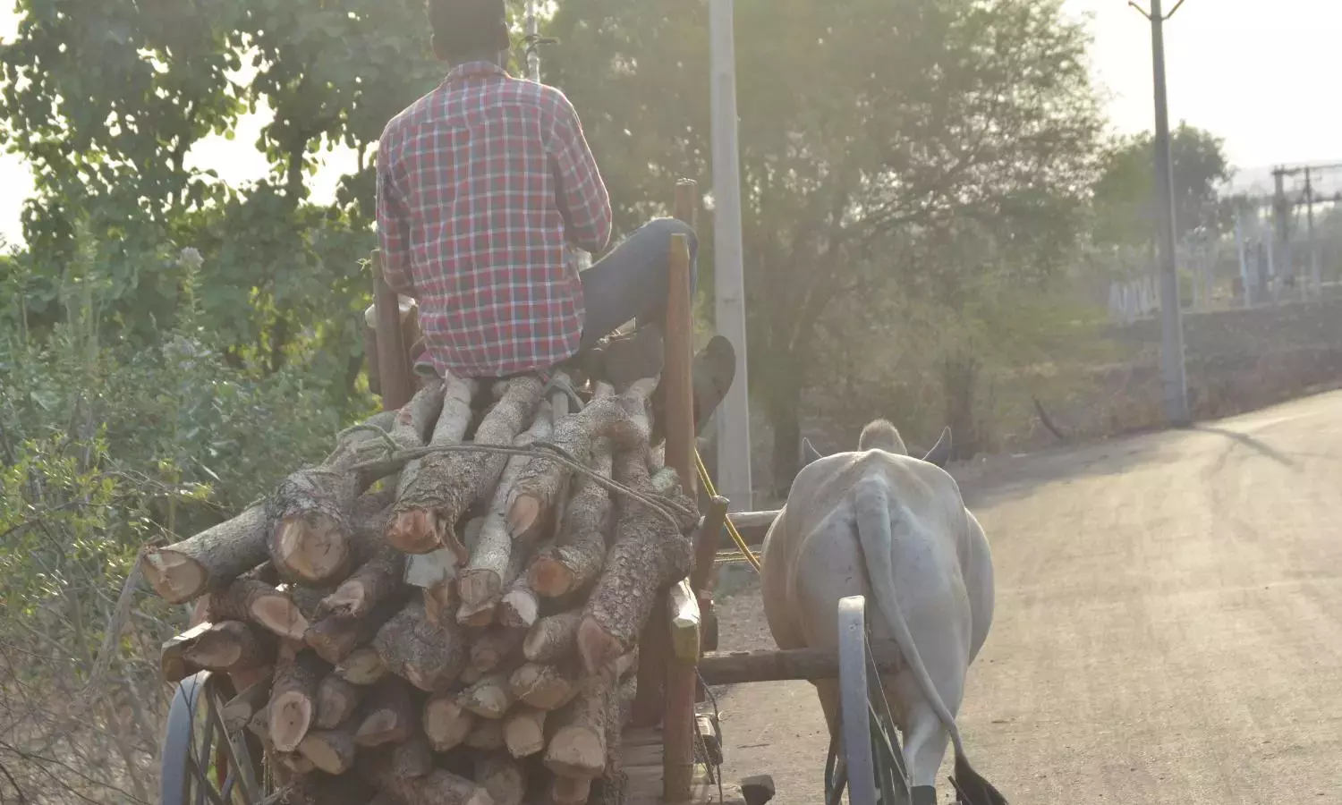 LPG सप्लाई की चिंता के चलते होटलों ने जलावन की लकड़ी जमा कर ली LPG सप्लाई की चिंता के चलते होटलों ने जलावन की लकड़ी जमा कर ली