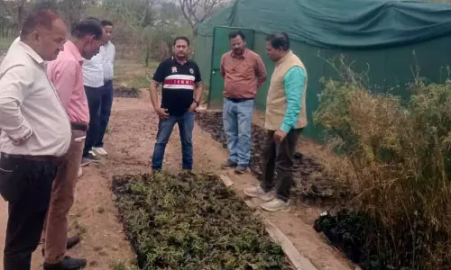 बांस में ग्रामीण अर्थव्यवस्था को बढ़ावा देने और जलवायु परिवर्तन को कम करने की अपार क्षमता है: Experts बांस में ग्रामीण अर्थव्यवस्था को बढ़ावा देने और जलवायु परिवर्तन को कम करने की अपार क्षमता है: Experts