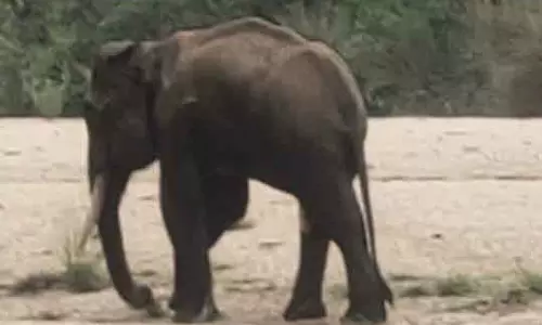 Dhenkanal में बिजली के झटके से हाथी की मौत; 1 हिरासत में
