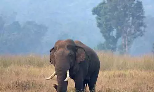 Kandhamal में हाथी के हमले में तीन लोगों की मौत
