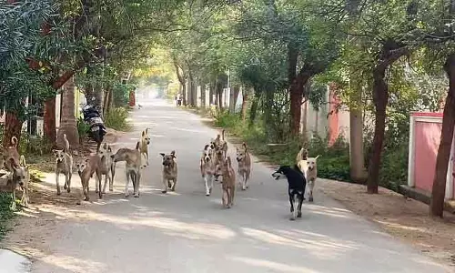 Kottur : पागल कुत्ते के काटने से 13 लोग घायल