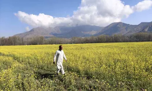 Ganderbal में सरसों के फूल पर्यटकों को आकर्षित कर रहे हैं Ganderbal में सरसों के फूल पर्यटकों को आकर्षित कर रहे हैं