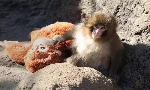 Japan zoo में वायरल हुआ मैकाक बच्चा धीरे-धीरे अपने झुंड के साथ घुल-मिल रहा Japan zoo में वायरल हुआ मैकाक बच्चा धीरे-धीरे अपने झुंड के साथ घुल-मिल रहा