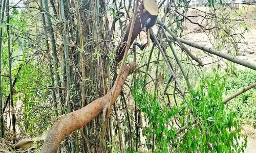 Pune की पुष्पा: शिवांजलि विद्यानिकेतन से चंदन का पेड़ चोरी Pune की पुष्पा: शिवांजलि विद्यानिकेतन से चंदन का पेड़ चोरी