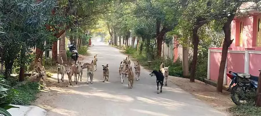 Kottur : पागल कुत्ते के काटने से 13 लोग घायल Kottur : पागल कुत्ते के काटने से 13 लोग घायल