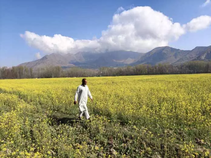 Ganderbal में सरसों के फूल पर्यटकों को आकर्षित कर रहे हैं Ganderbal में सरसों के फूल पर्यटकों को आकर्षित कर रहे हैं