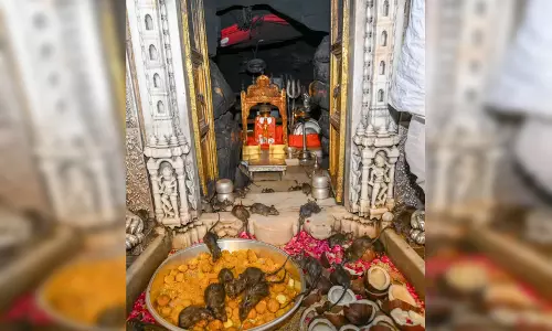एक ऐसा अनोखा मंदिर, जहां चूहों का जूठा प्रसाद ही माना जाता है सबसे पवित्र एक ऐसा अनोखा मंदिर, जहां चूहों का जूठा प्रसाद ही माना जाता है सबसे पवित्र