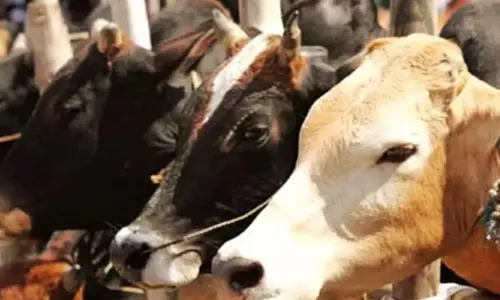 Jammu: जम्मू में मवेशी तस्करी का पर्दाफाश Jammu: जम्मू में मवेशी तस्करी का पर्दाफाश