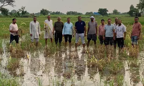 Rohtak मेहम के लिए 6.46 करोड़ रुपये की फसल राहत, किसान सभा ने धांधली का आरोप लगाया