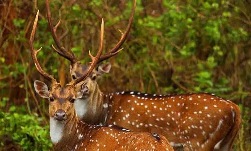 Bhopal : कान्हा से 25 दलदली हिरण जल्द ही बांधवगढ़ रिजर्व में आएंगे Bhopal : कान्हा से 25 दलदली हिरण जल्द ही बांधवगढ़ रिजर्व में आएंगे
