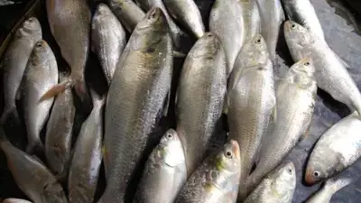 East Medinipur: कोलाघाट में हिलसा से बढ़ी उम्मीद, ड्रेजिंग के बाद हिलसा मछलियां लौटीं East Medinipur: कोलाघाट में हिलसा से बढ़ी उम्मीद, ड्रेजिंग के बाद हिलसा मछलियां लौटीं