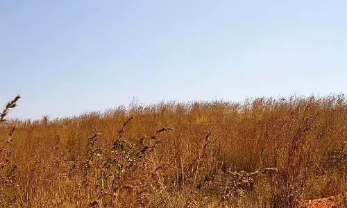 Sidlaghatta : काशी घास के कारण जंगल में आग लगी Sidlaghatta : काशी घास के कारण जंगल में आग लगी