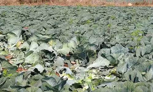 जंगली हाथियों के हमले से फसलें तबाह: Farmers परेशान जंगली हाथियों के हमले से फसलें तबाह: Farmers परेशान