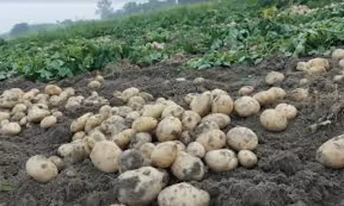 Medinipur: आलू खरीदी के बावजूद फसल का सही मूल्य नहीं Medinipur: आलू खरीदी के बावजूद फसल का सही मूल्य नहीं