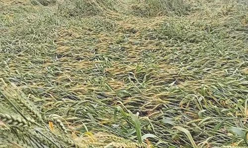 Yamunanagar: तापमान में अचानक गिरावट, किसान सतर्क Yamunanagar: तापमान में अचानक गिरावट, किसान सतर्क