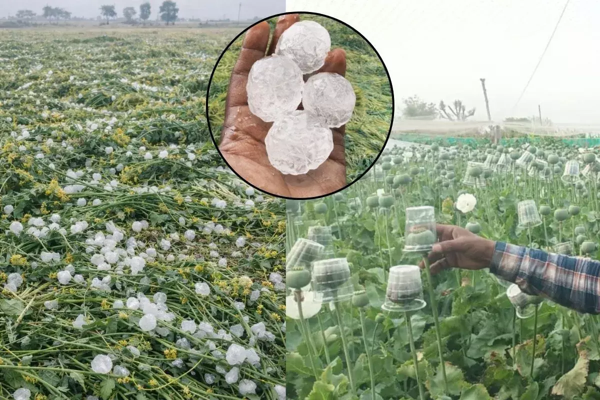 Jaipur: ओलावृष्टि से खेतों में भारी नुकसान की आशंका
