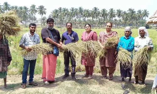 Kerala: ज़ाकिर हुसैन औषधीय चावल के बीजों के संरक्षक बने Kerala: ज़ाकिर हुसैन औषधीय चावल के बीजों के संरक्षक बने