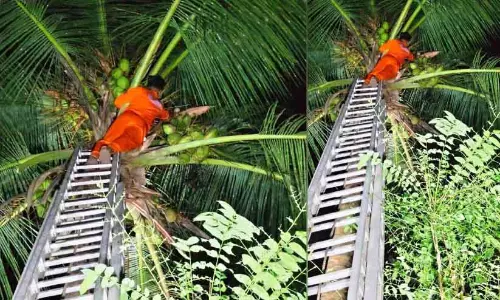 Coconut के पेड़ में फंसा पक्षी चोर के हत्थे चढ़ा; पक्षी की कीमत 10,000 रुपये Coconut के पेड़ में फंसा पक्षी चोर के हत्थे चढ़ा; पक्षी की कीमत 10,000 रुपये
