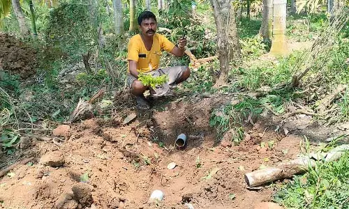 Hanagal में पाइपलाइन के काम में बाधा: सुपारी के पौधे क्षतिग्रस्त Hanagal में पाइपलाइन के काम में बाधा: सुपारी के पौधे क्षतिग्रस्त