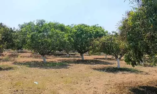 Mango की पैदावार कम हुई: ओस के कारण फूल झड़ गए Mango की पैदावार कम हुई: ओस के कारण फूल झड़ गए