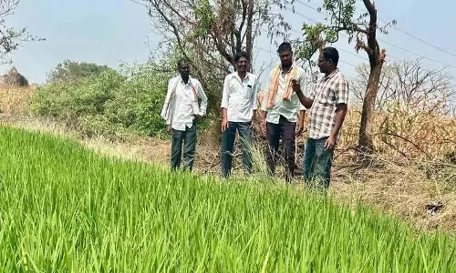 कृषि विस्तार अधिकारी ने Yellareddypet का दौरा किया, सुरक्षित खरपतवारनाशक की सिफ़ारिश की