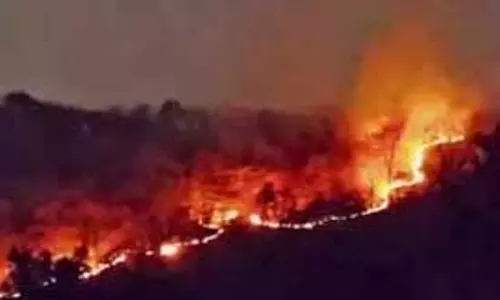 आग से दहक रहे जंगल, हाथियों के अधिवास वाले इलाकों तक पहुंचीं लपटें