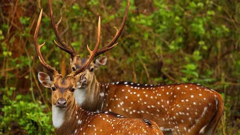 Bhopal : कान्हा से 25 दलदली हिरण जल्द ही बांधवगढ़ रिजर्व में आएंगे Bhopal : कान्हा से 25 दलदली हिरण जल्द ही बांधवगढ़ रिजर्व में आएंगे