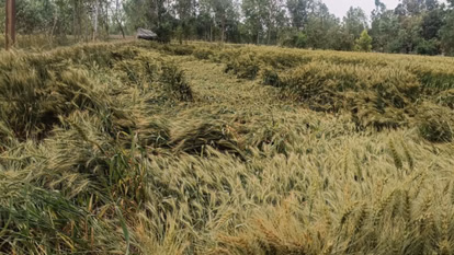 Bareilly: मौसम की मार से गेहूं, सरसों और मसूर की फसल तबाह Bareilly: मौसम की मार से गेहूं, सरसों और मसूर की फसल तबाह