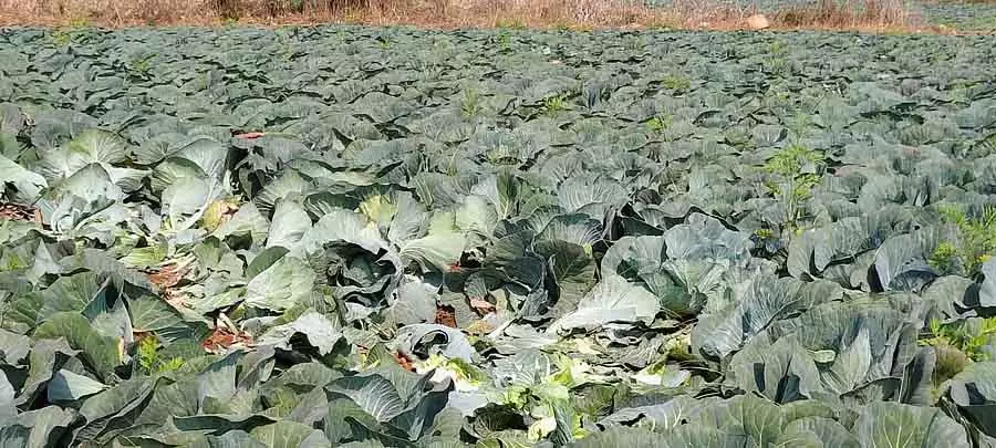 जंगली हाथियों के हमले से फसलें तबाह: Farmers परेशान जंगली हाथियों के हमले से फसलें तबाह: Farmers परेशान