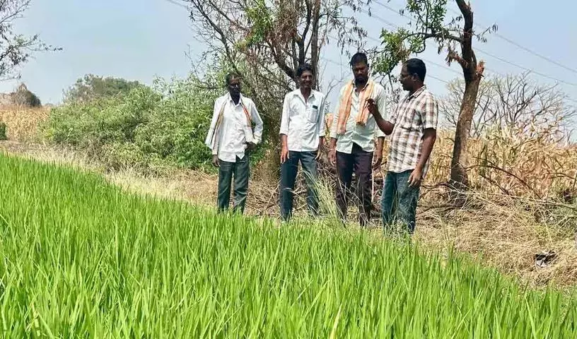 कृषि विस्तार अधिकारी ने Yellareddypet का दौरा किया, सुरक्षित खरपतवारनाशक की सिफ़ारिश की कृषि विस्तार अधिकारी ने Yellareddypet का दौरा किया, सुरक्षित खरपतवारनाशक की सिफ़ारिश की