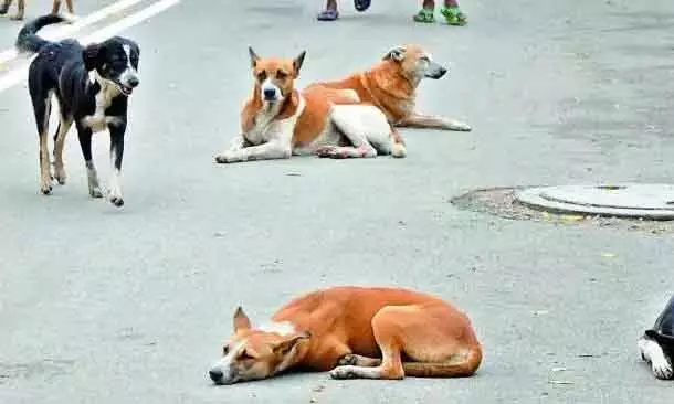 Jangaon में कुत्तों के हमले में 45 भेड़ें मरीं, बुज़ुर्ग महिला घायल Jangaon में कुत्तों के हमले में 45 भेड़ें मरीं, बुज़ुर्ग महिला घायल