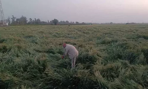 Karnal बारिश, ओलावृष्टि और हवाओं ने गेहूं की फसल को तबाह किया