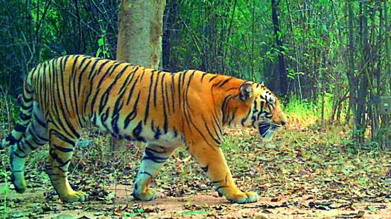 Telangana : बाघ ने दो मवेशियों को मार डाला, जगतियाल गांव में दहशत