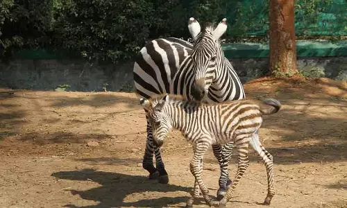Anekal : बन्नेरघट्टा में नए मेहमानों की भरमार